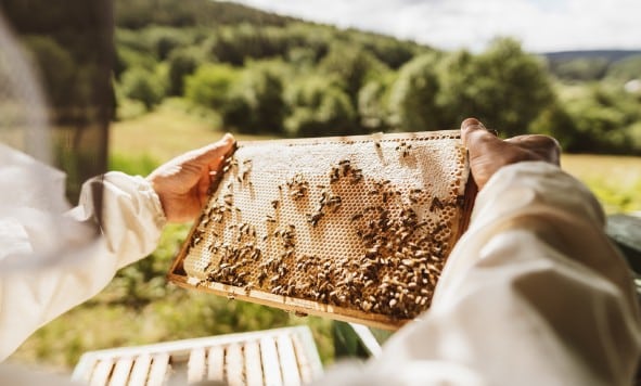 préparer l'hiver des abeilles avec les ruches de solartec